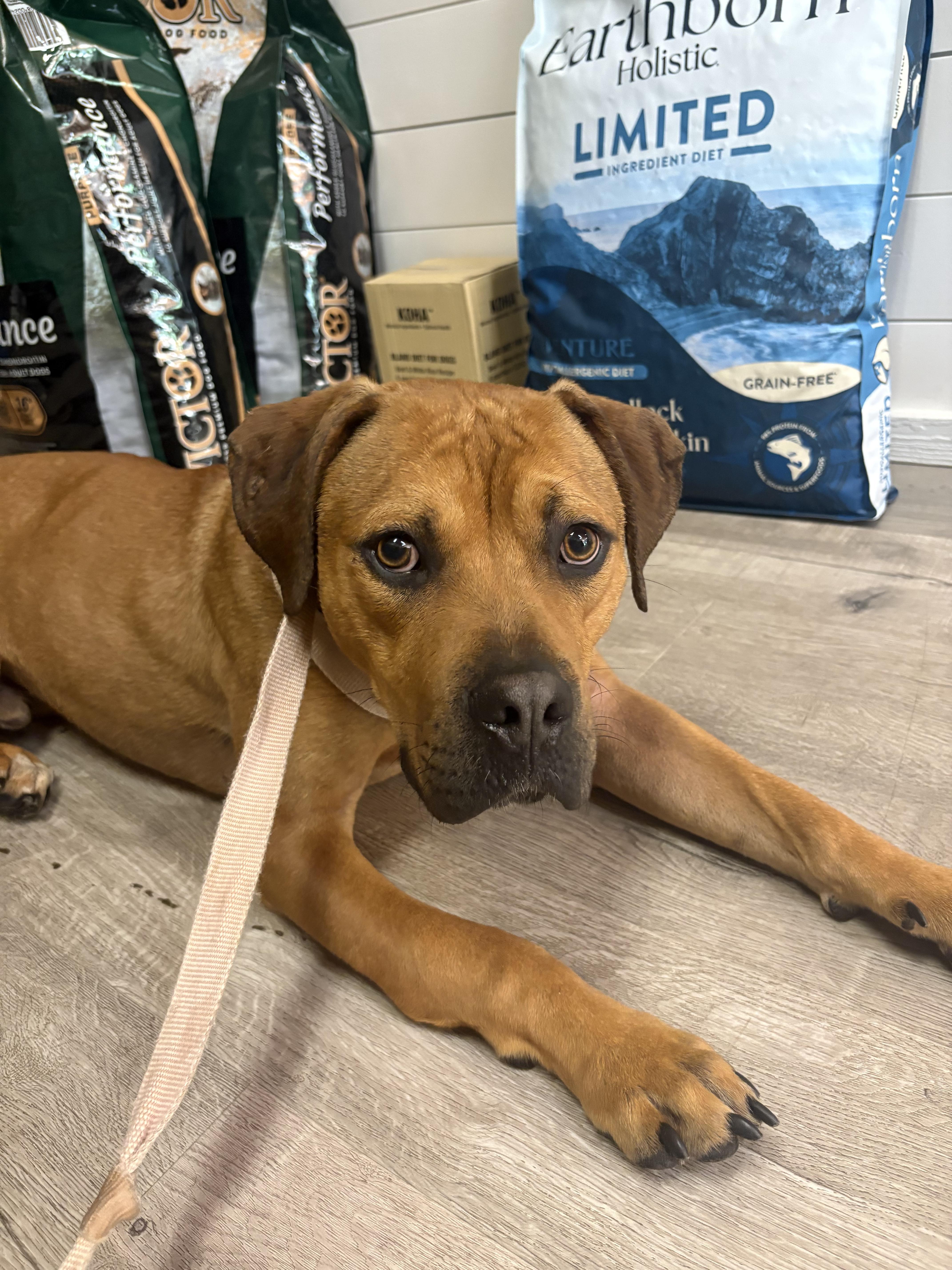 Enlarge CHASE, a Adoptable mixed breed in Vandergrift, PA image 6/6
