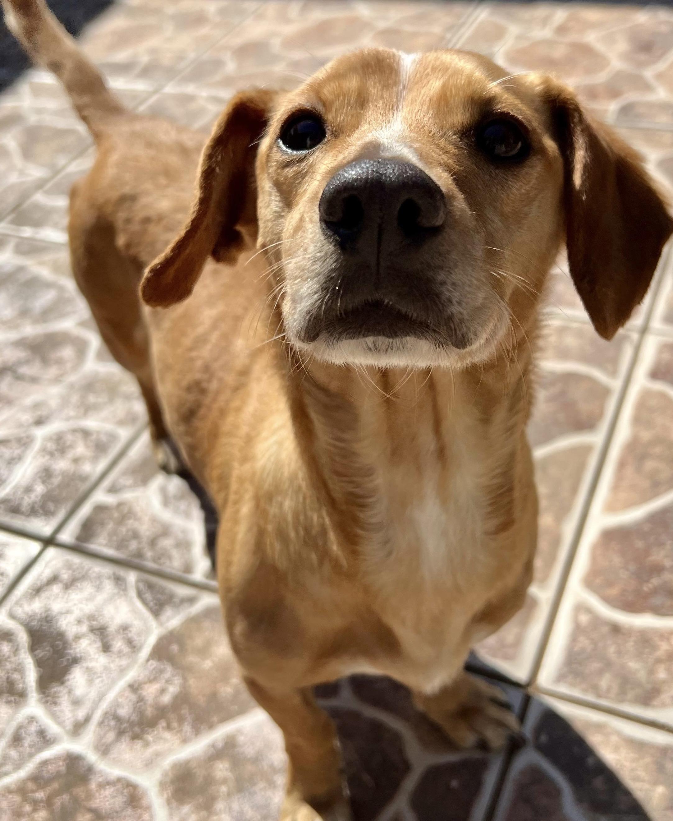 Eliza, an adoptable Chiweenie in San Diego, CA, 92109 | Photo Image 4