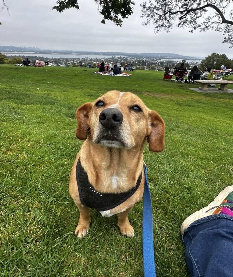 Eliza, an adoptable Chiweenie in San Diego, CA, 92109 | Photo Image 2