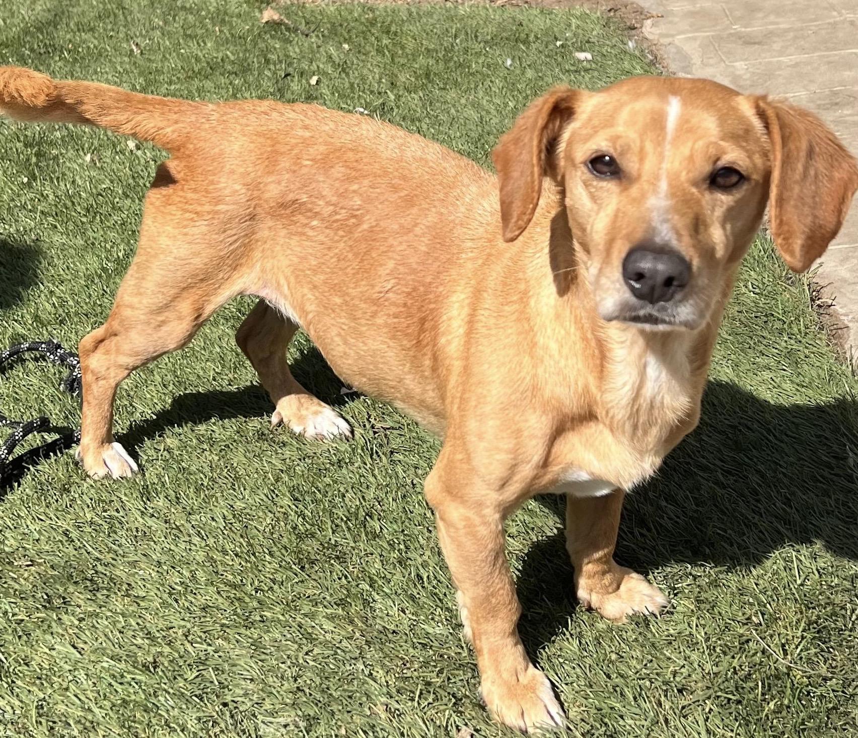 Eliza, Adult Female Chiweenie