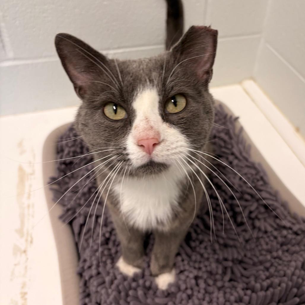 Peter Cotton Tail, Adoptable, Adult Male Domestic Short Hair.