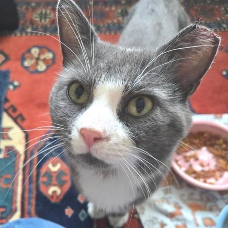 Peter Cotton Tail, a Adoptable Domestic Short Hair in Marshall, VA image 2/4