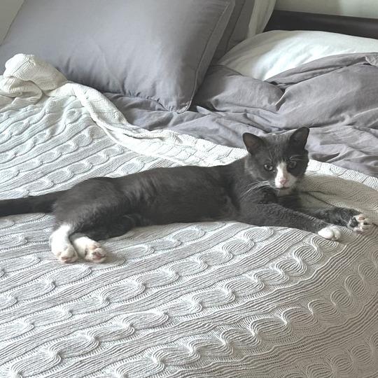 Peter Cotton Tail, a Adoptable Domestic Short Hair in Marshall, VA image 3/4