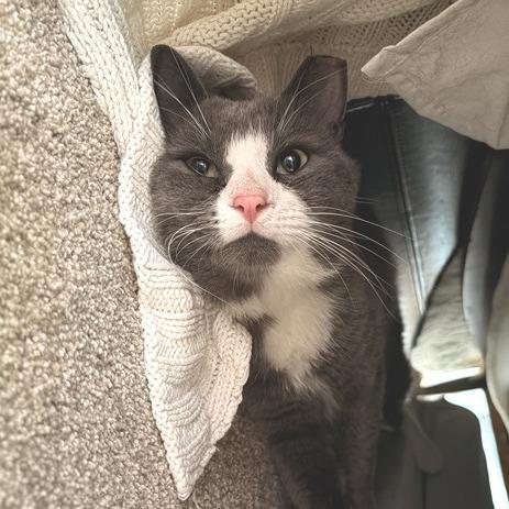 Peter Cotton Tail, a Adoptable Domestic Short Hair in Marshall, VA image 4/4
