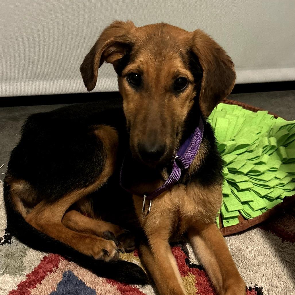 Enlarge Padme Amidala, a Adoptable mixed breed in Richmond, VA image 3/6