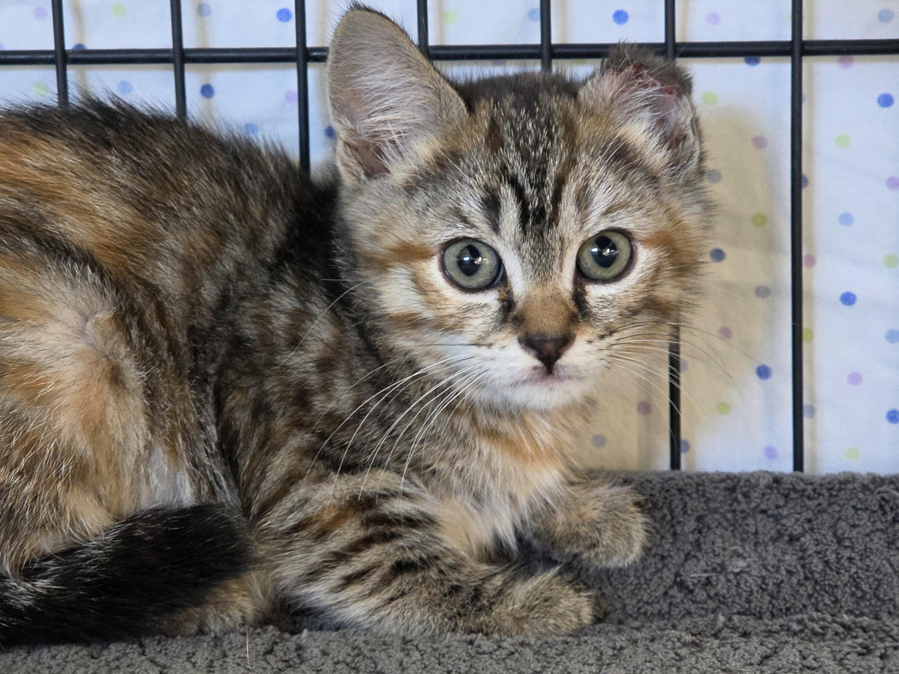 BARN CATS (Juveniles), Adoptable, Young Female Domestic Short Hair & Domestic Medium Hair.