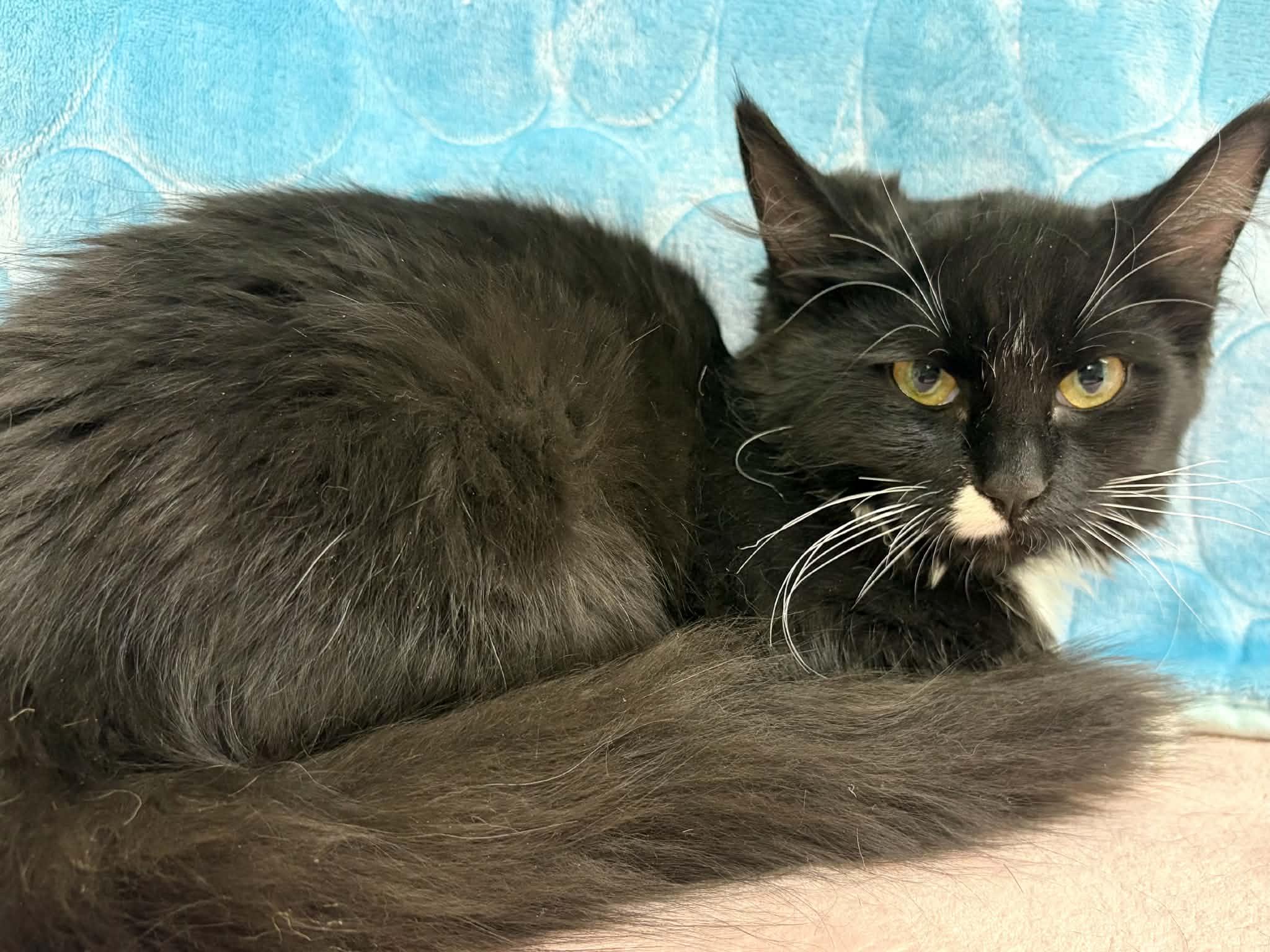 Enlarge BARN CATS (Juveniles), a Adoptable mixed breed in Monroe, WA image 5/5