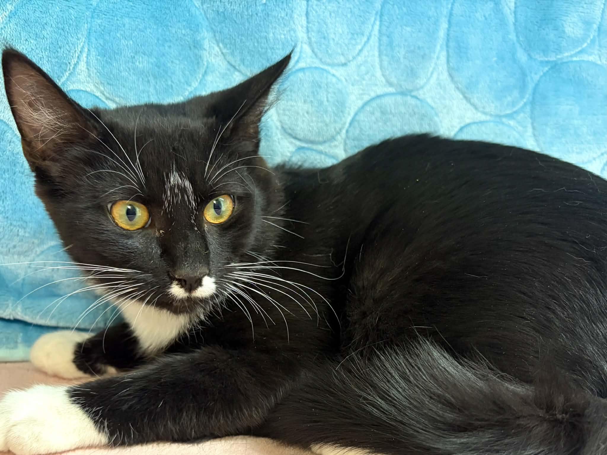 Enlarge BARN CATS (Juveniles), a Adoptable mixed breed in Monroe, WA image 4/5
