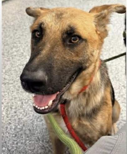 Enlarge Skittles, an adopted German Shepherd Dog in Carver, MA image 1/1