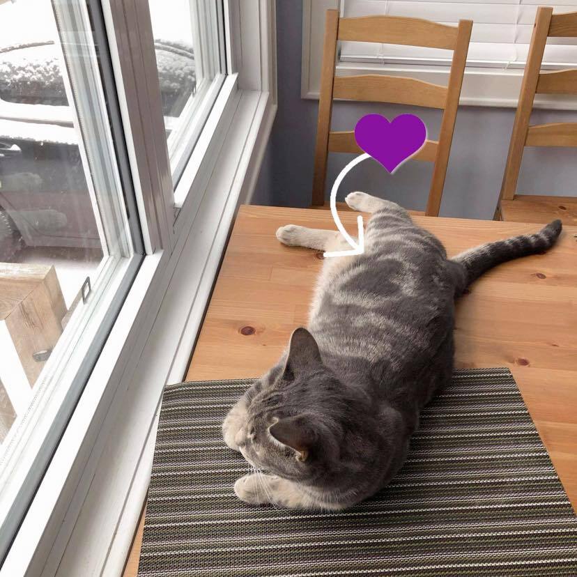 Enlarge Bandit, a Adoptable Domestic Long Hair in Chatham, ON image 6/8