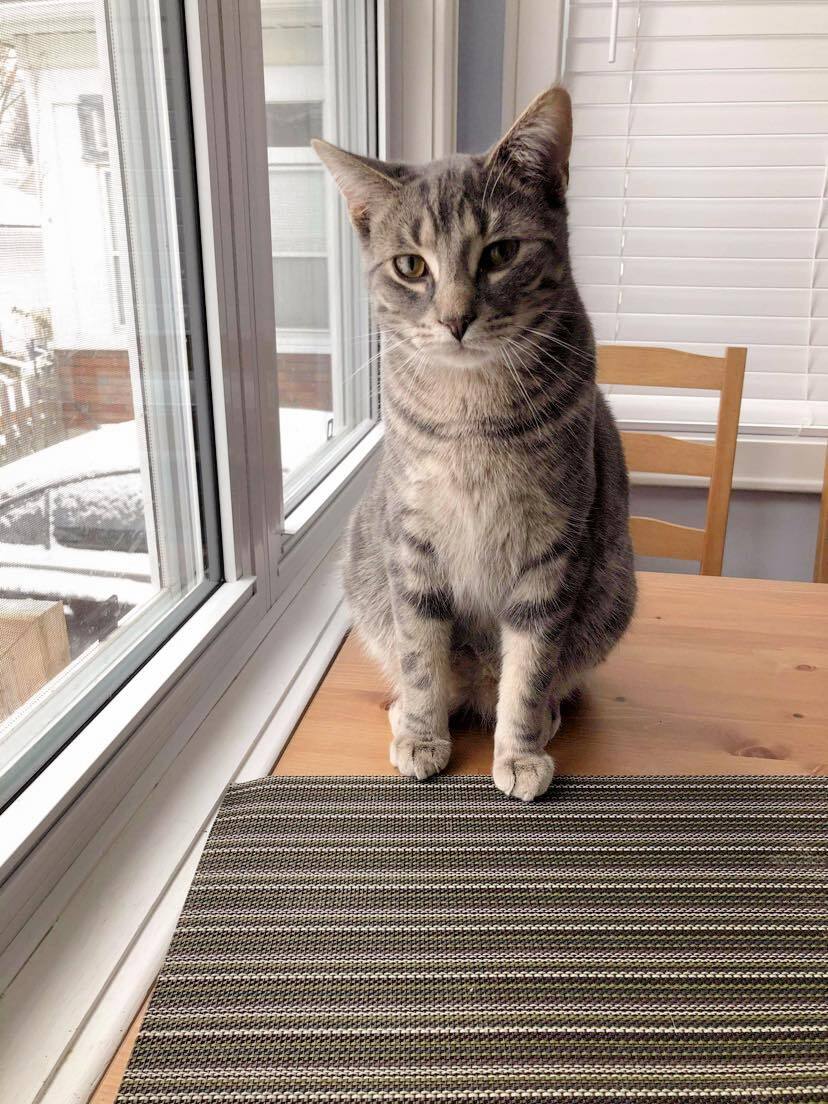 Enlarge Bandit, a Adoptable Domestic Long Hair in Chatham, ON image 7/8