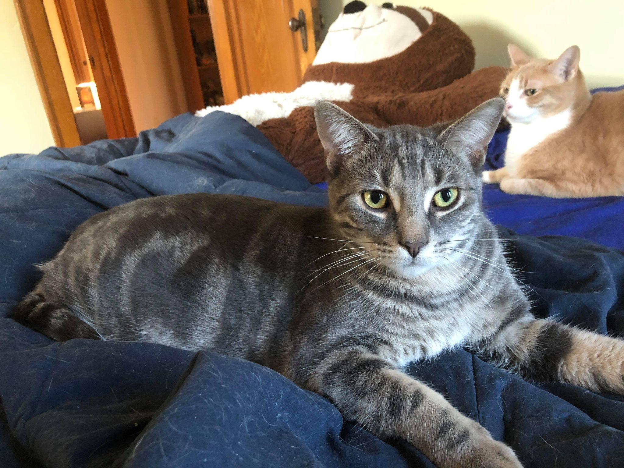 Enlarge Bandit, a Adoptable Domestic Long Hair in Chatham, ON image 1/8