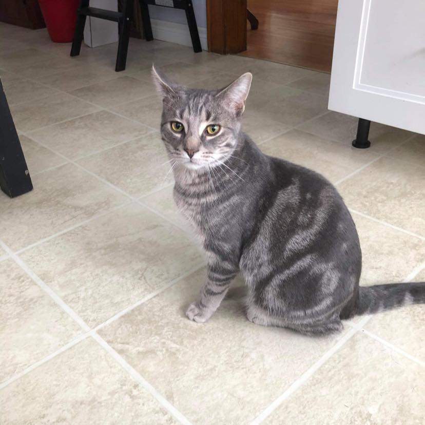 Enlarge Bandit, a Adoptable Domestic Long Hair in Chatham, ON image 8/8