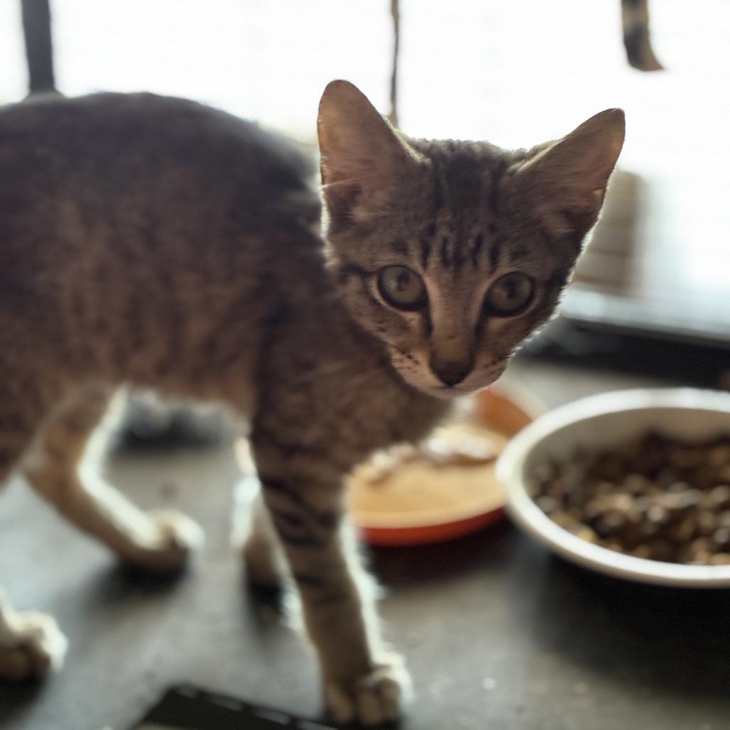 Jefferson, Adoptable, Kitten Male Domestic Short Hair.