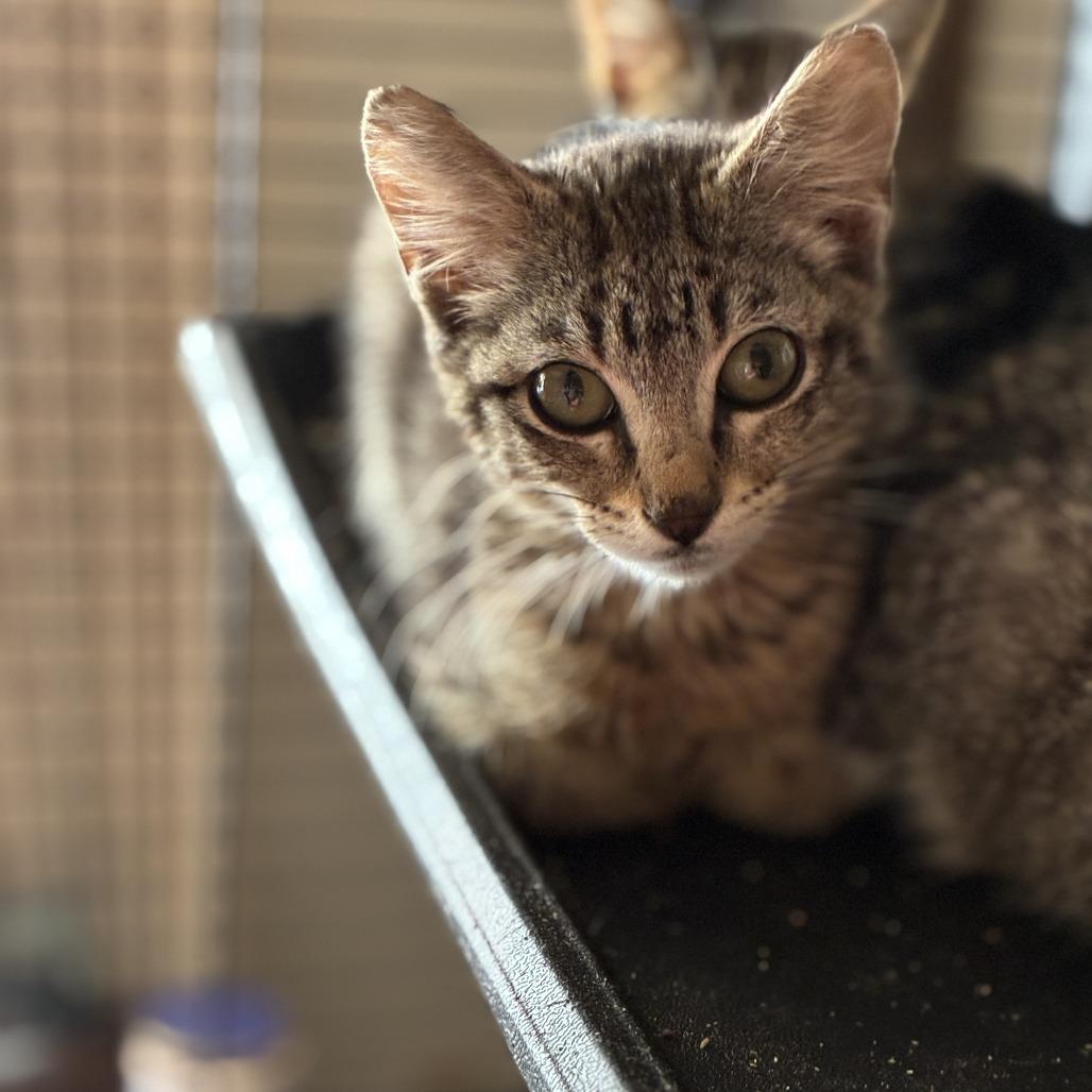 Enlarge Jefferson, a Adoptable Domestic Short Hair in Ponca City, OK image 2/3