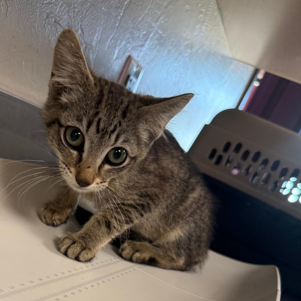 Enlarge Jefferson, a Adoptable Domestic Short Hair in Ponca City, OK image 3/3