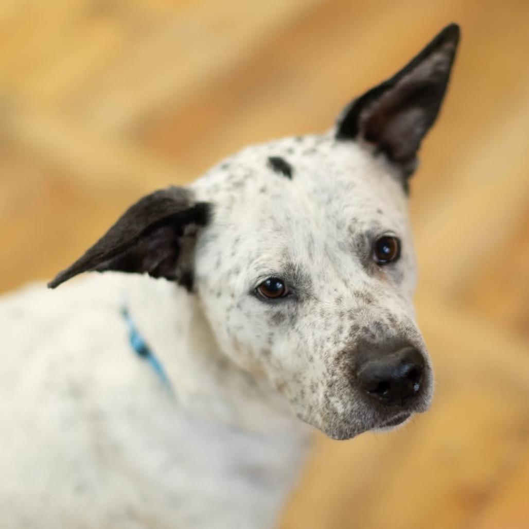 Enlarge Blitz, a Adoptable mixed breed in East Saint Louis, IL image 1/6
