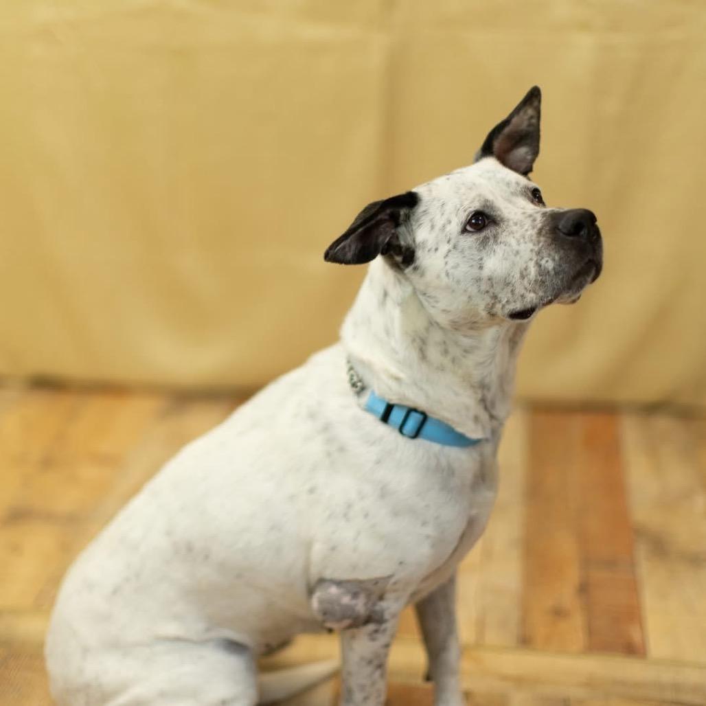 Enlarge Blitz, a Adoptable mixed breed in East Saint Louis, IL image 2/6