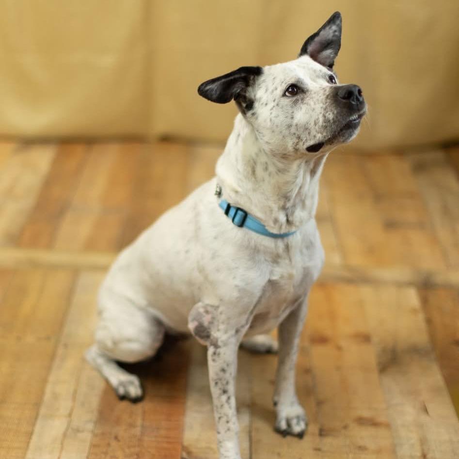 Enlarge Blitz, a Adoptable mixed breed in East Saint Louis, IL image 6/6