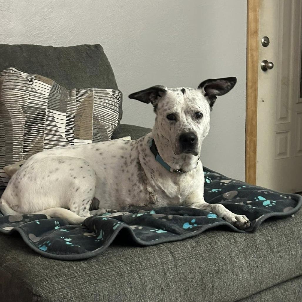 Enlarge Blitz, a Adoptable mixed breed in East Saint Louis, IL image 3/6