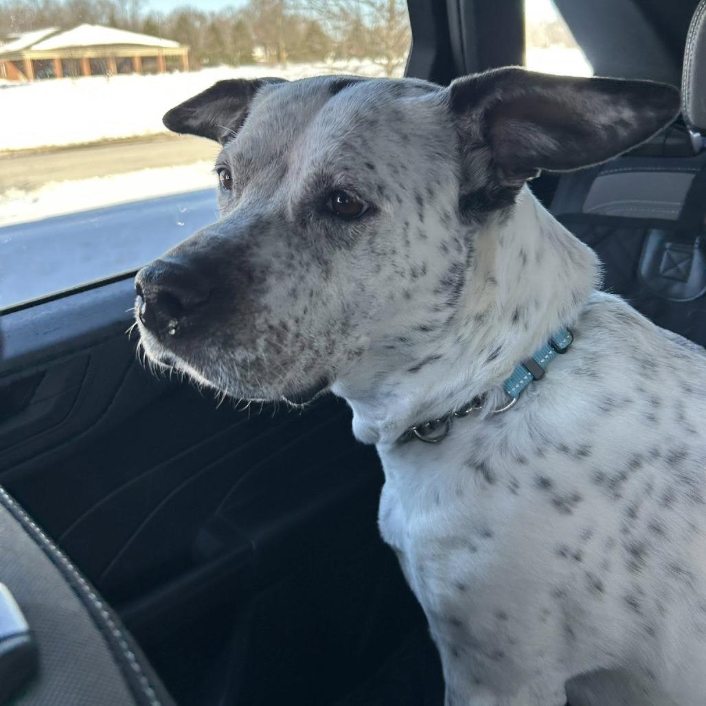 Enlarge Blitz, a Adoptable mixed breed in East Saint Louis, IL image 4/6