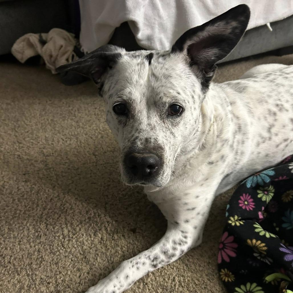 Enlarge Blitz, a Adoptable mixed breed in East Saint Louis, IL image 5/6