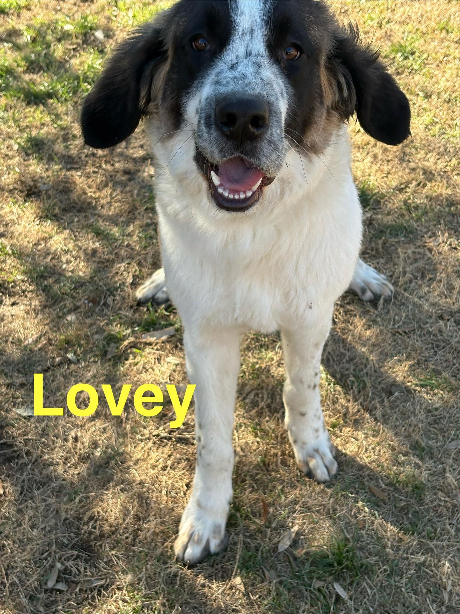 Enlarge Lovey, a ADOPTABLE mixed breed in McKinney, TX image 3/3