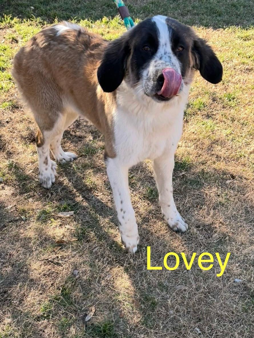 Enlarge Lovey, a ADOPTABLE mixed breed in McKinney, TX image 1/3