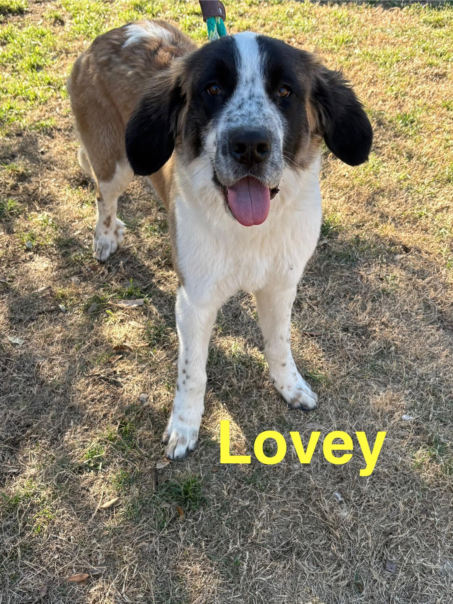 Enlarge Lovey, a ADOPTABLE mixed breed in McKinney, TX image 2/3