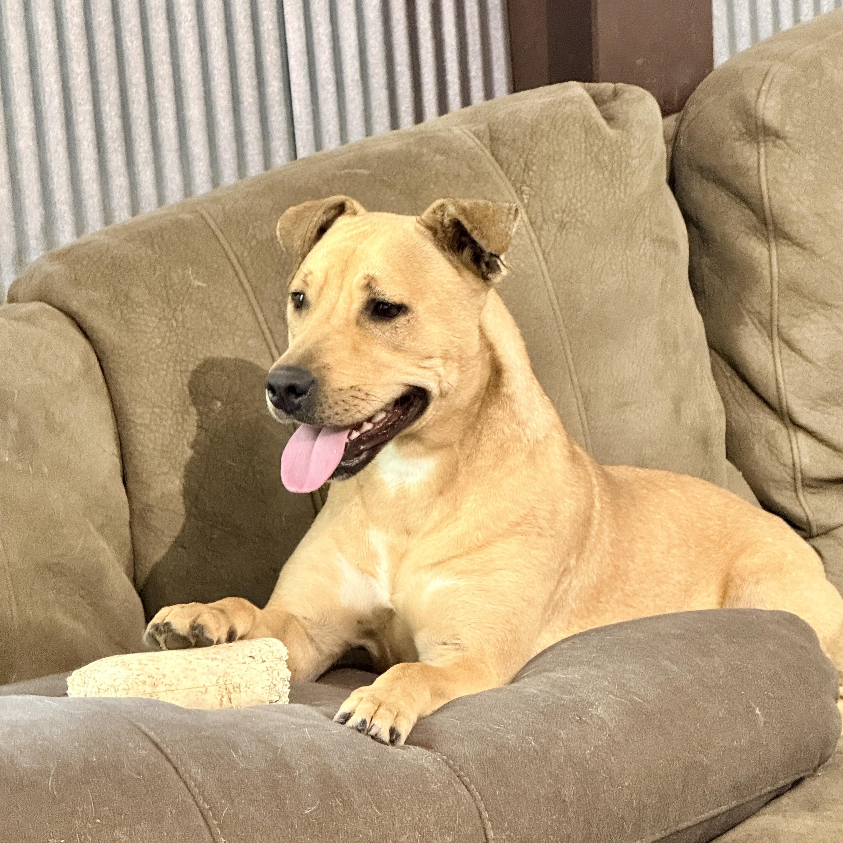 Enlarge Jello, a ADOPTABLE mixed breed in Brewton, AL image 4/6