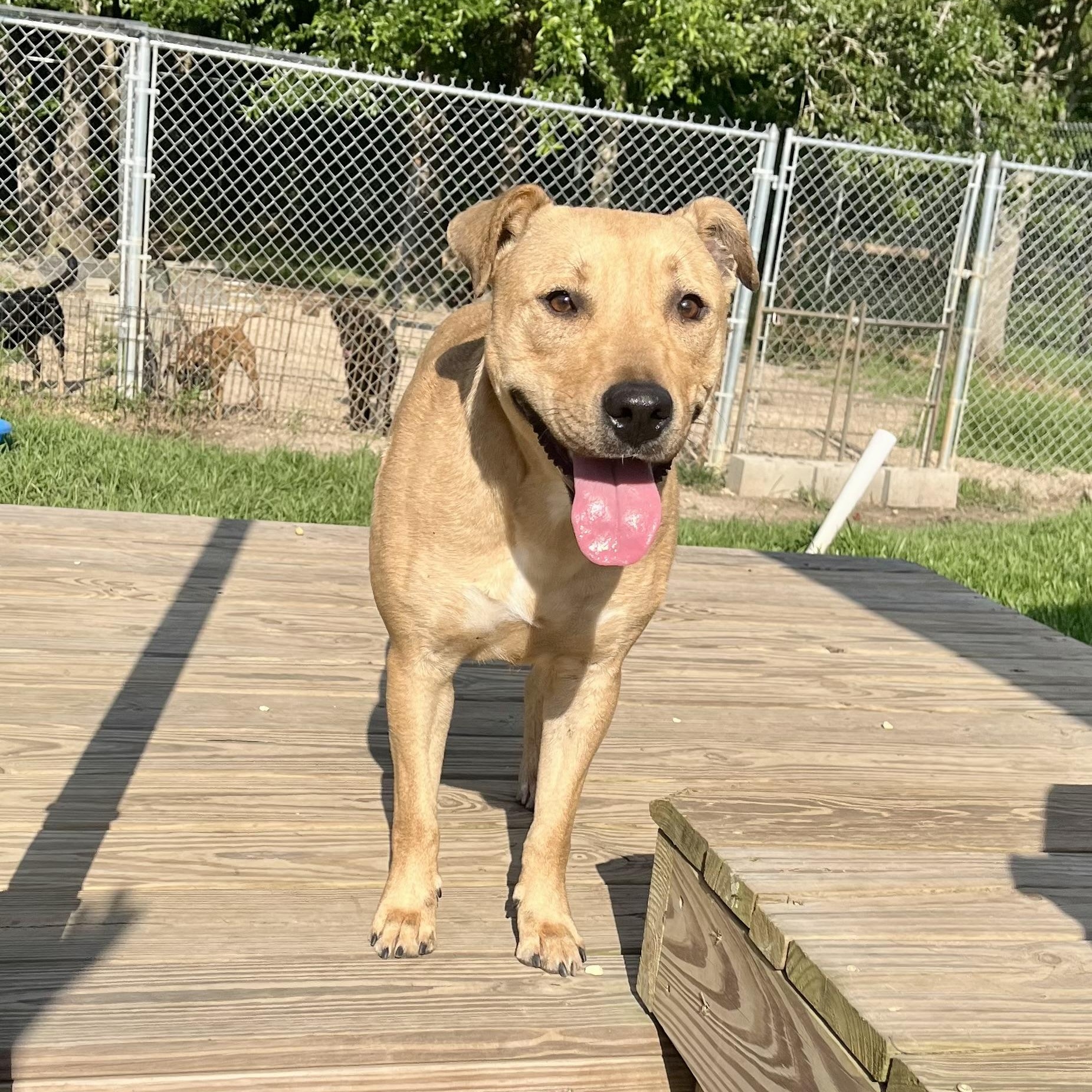 Enlarge Jello, a ADOPTABLE mixed breed in Brewton, AL image 6/6