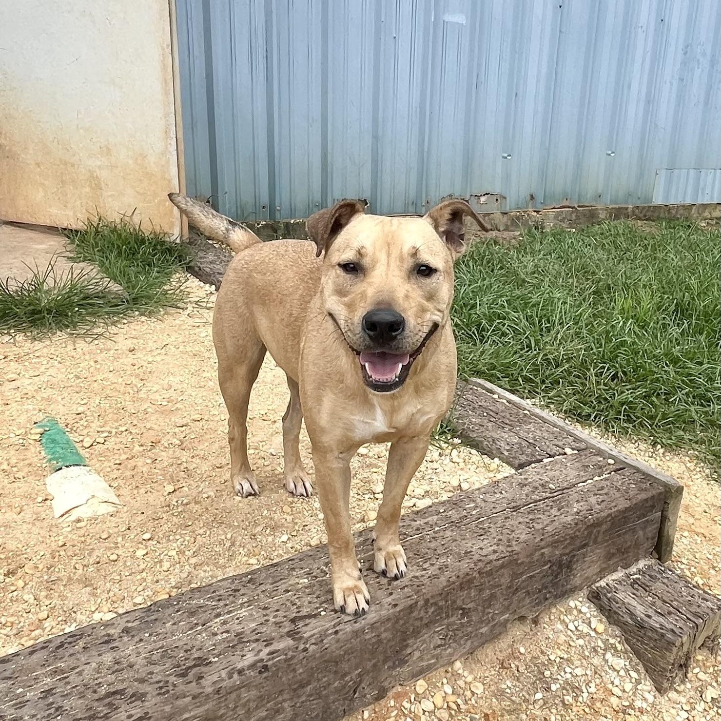 Enlarge Jello, a ADOPTABLE mixed breed in Brewton, AL image 5/6