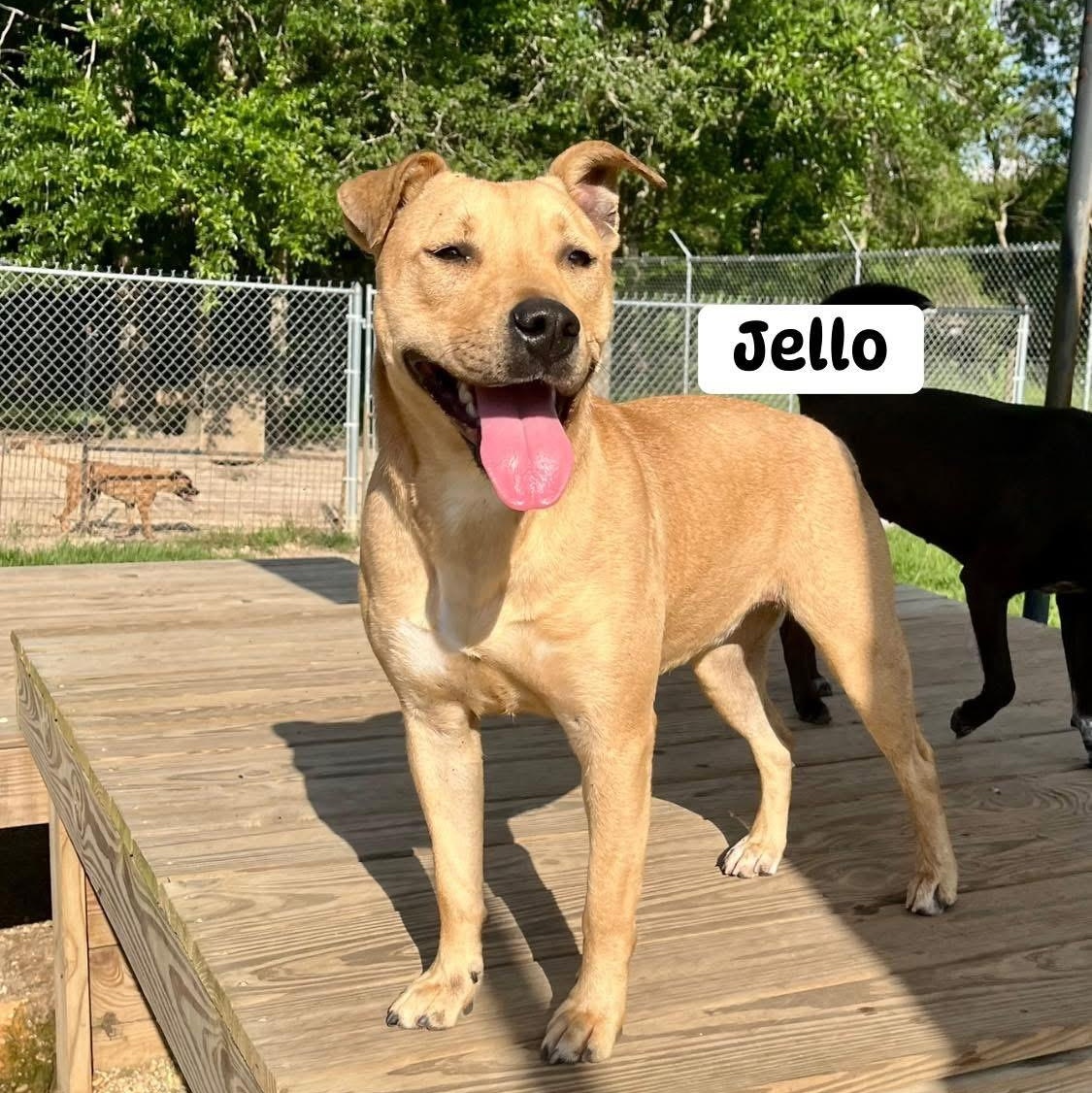 Jello, ADOPTABLE, Adult Female Black Mouth Cur.