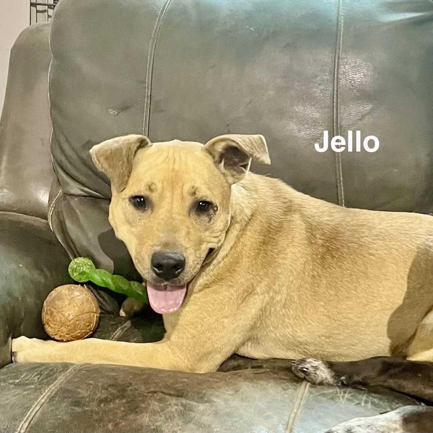 Enlarge Jello, a ADOPTABLE mixed breed in Brewton, AL image 3/6