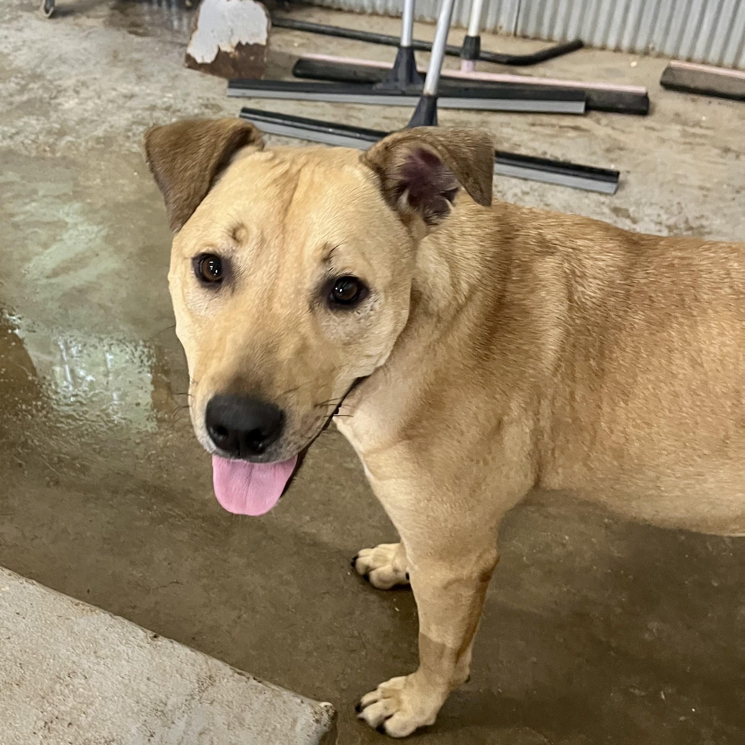 Enlarge Jello, a ADOPTABLE mixed breed in Brewton, AL image 2/6