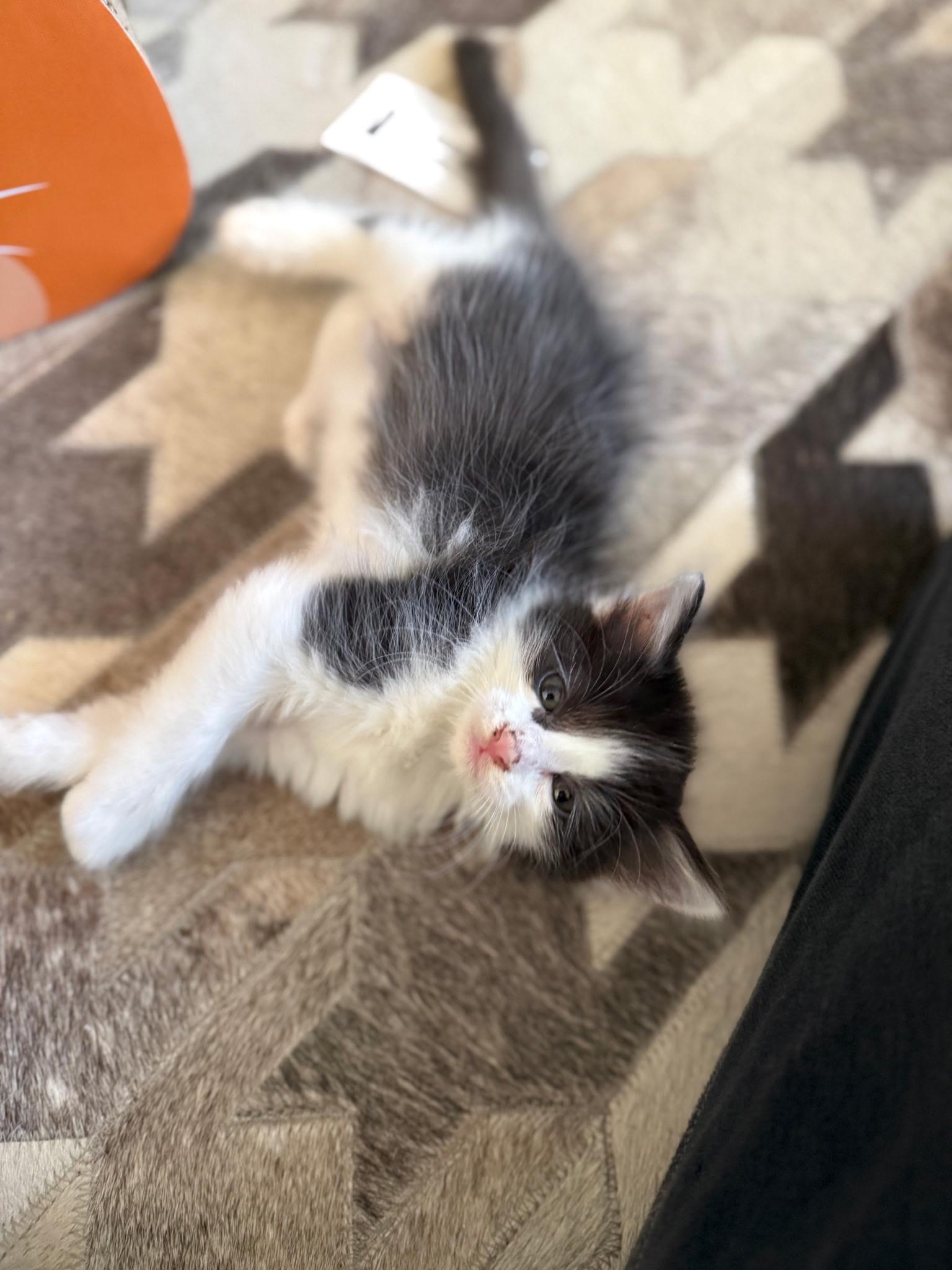 Danni, a Adoptable Domestic Short Hair in Pacific Palisades, CA image 4/4