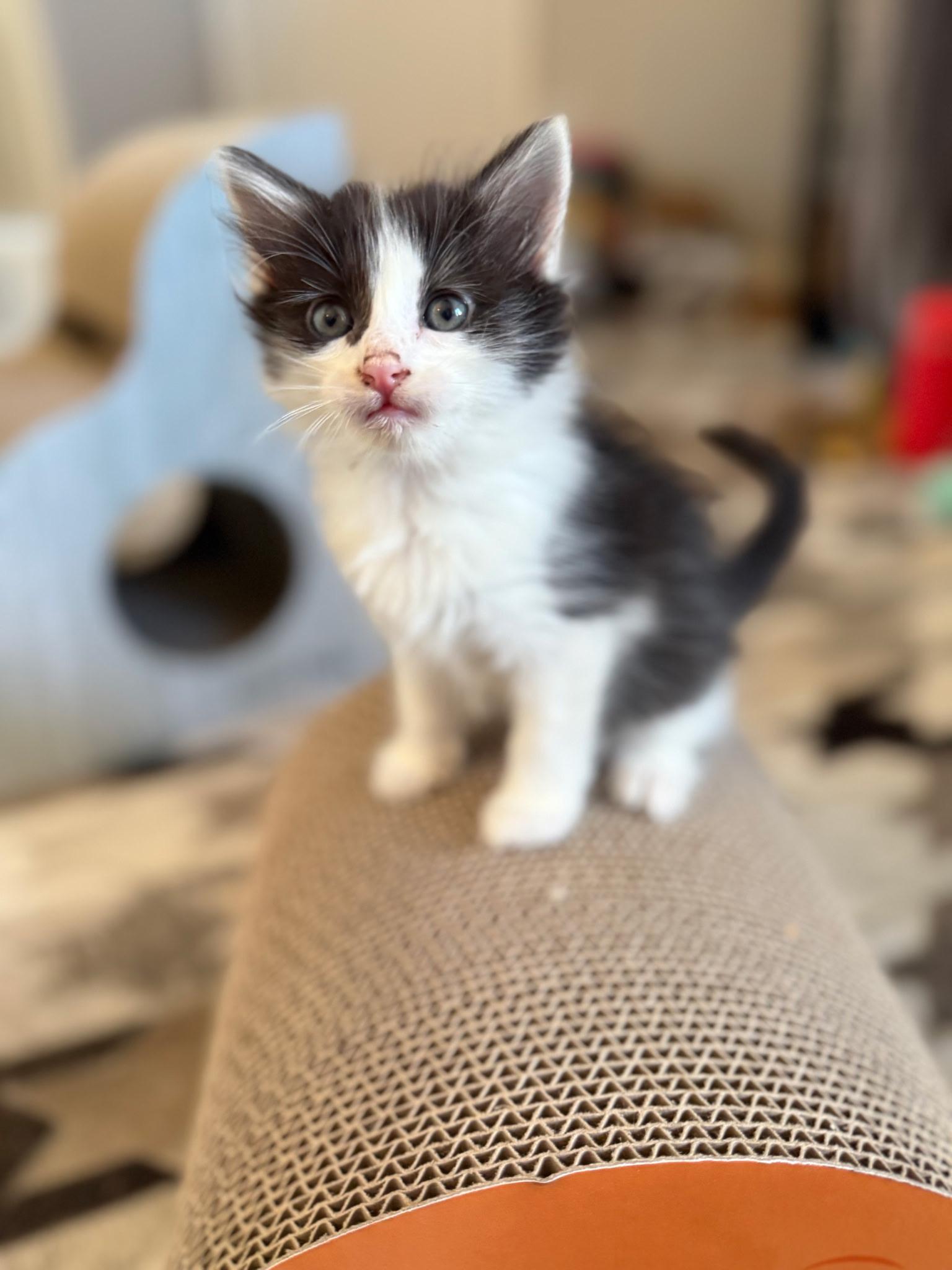 Danni, a Adoptable Domestic Short Hair in Pacific Palisades, CA image 2/4