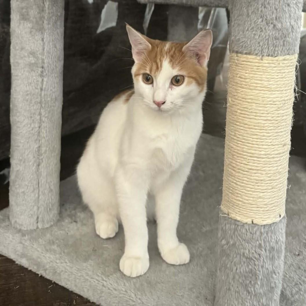 Enlarge Princess Buttercup (Turkish van mix), a Adoptable mixed breed in Allen, TX image 3/6