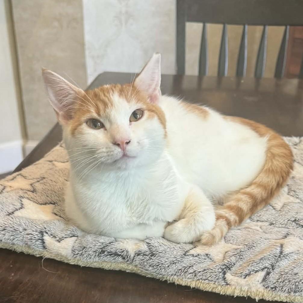 Enlarge Princess Buttercup (Turkish van mix), a Adoptable mixed breed in Allen, TX image 4/6