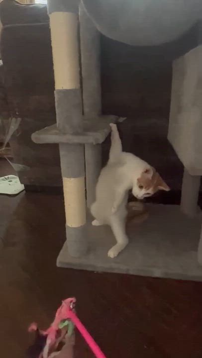 Enlarge Princess Buttercup (Turkish van mix), a Adoptable mixed breed in Allen, TX video 5/6