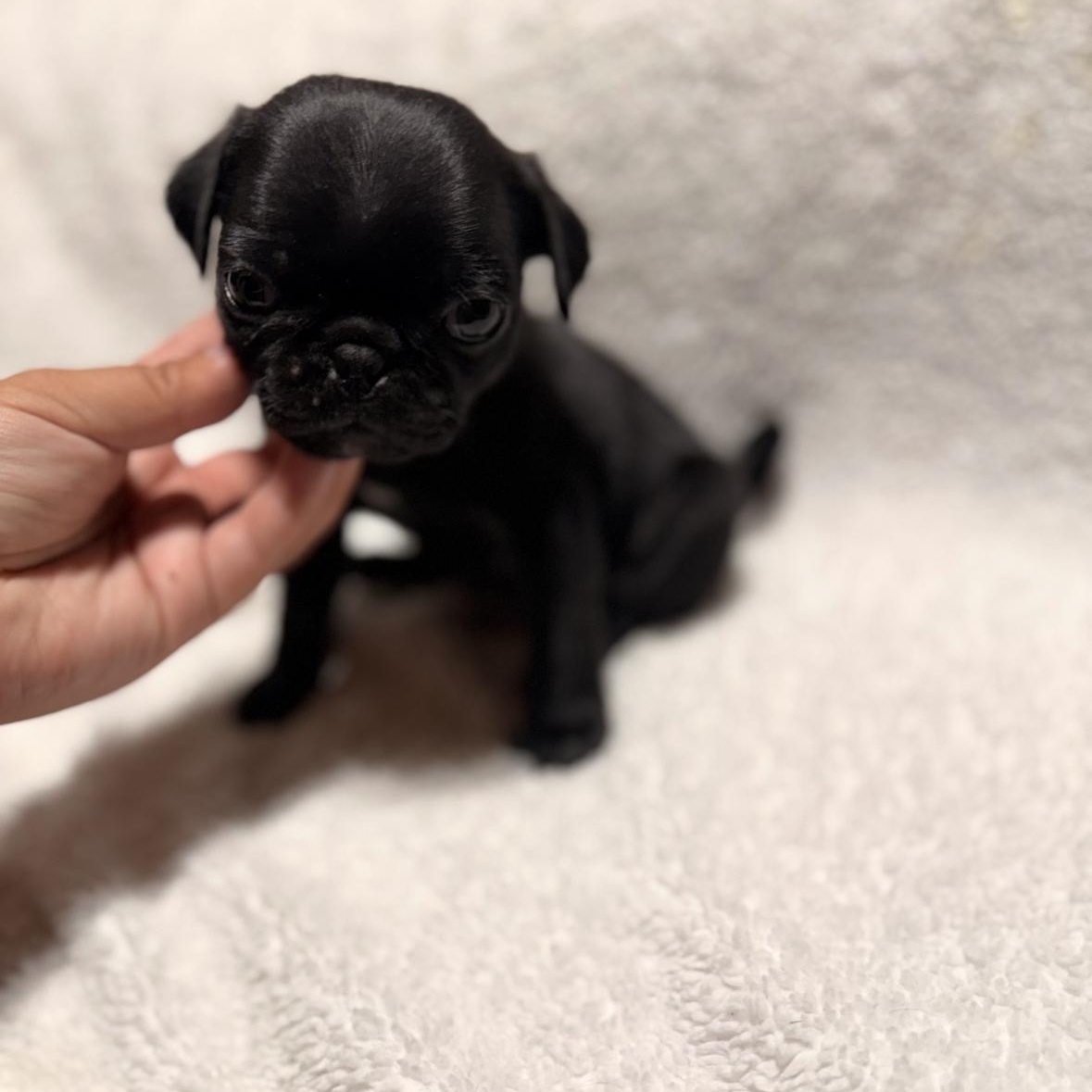Dimples, adopted, Puppy Male Pug.