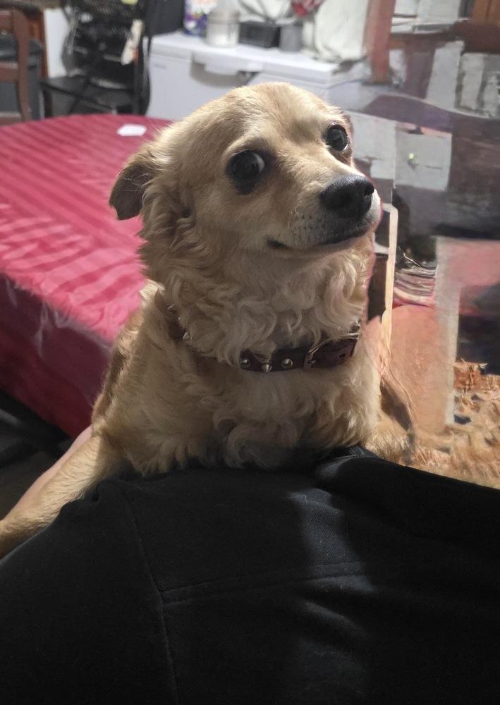 Enlarge Baby, a Adopted mixed breed in Escondido, CA image 2/4