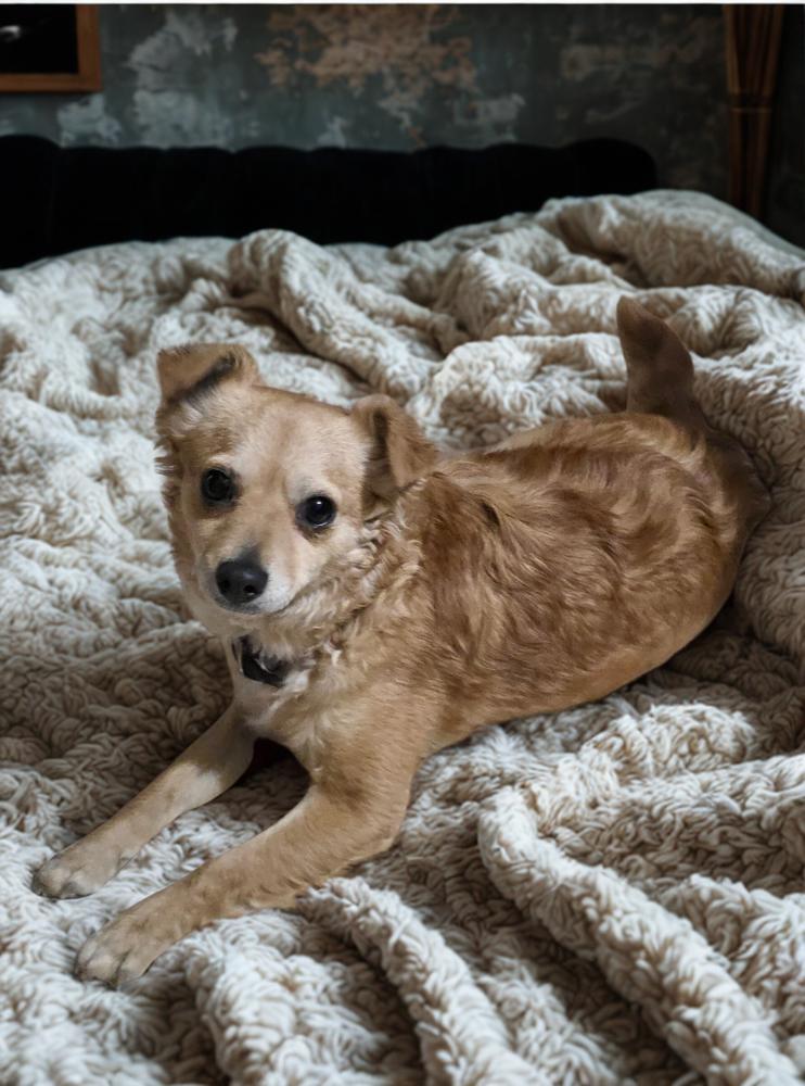 Enlarge Baby, a Adopted mixed breed in Escondido, CA image 3/4