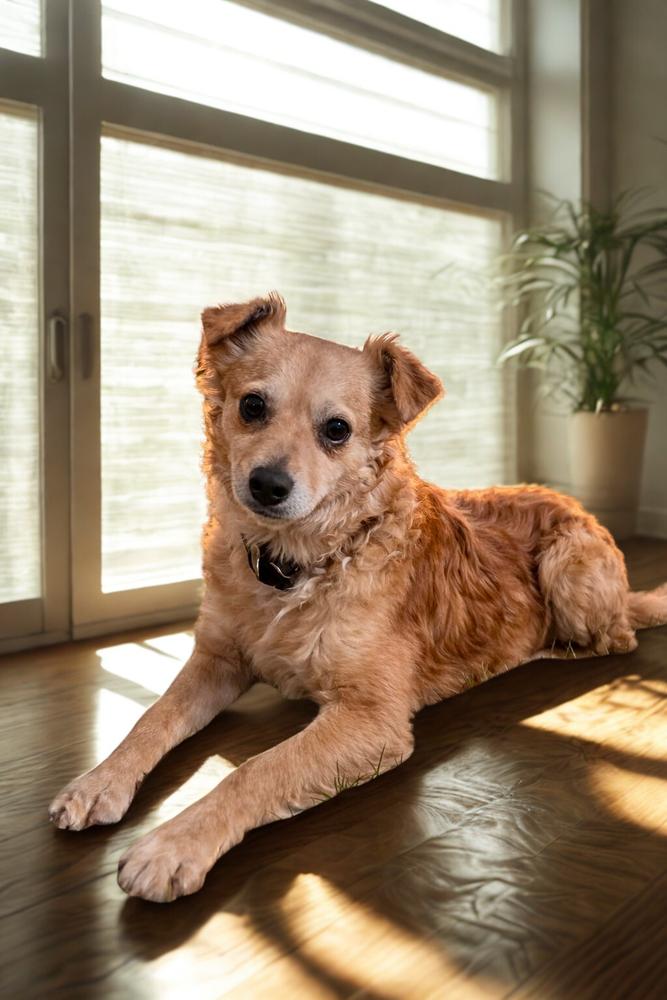 Enlarge Baby, a Adopted mixed breed in Escondido, CA image 4/4