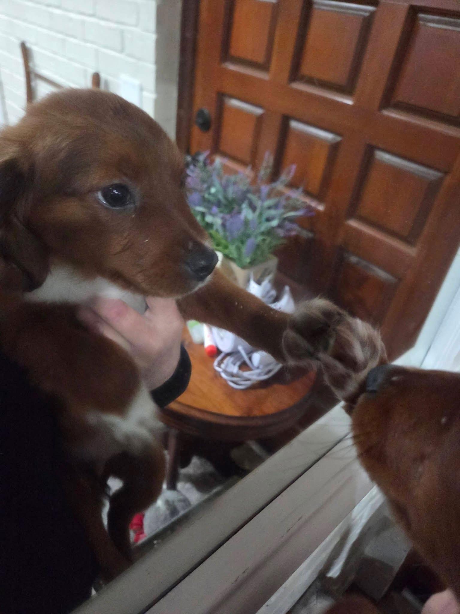 Cowboy Priceless, Adoptable, Puppy Male Chihuahua & Terrier.