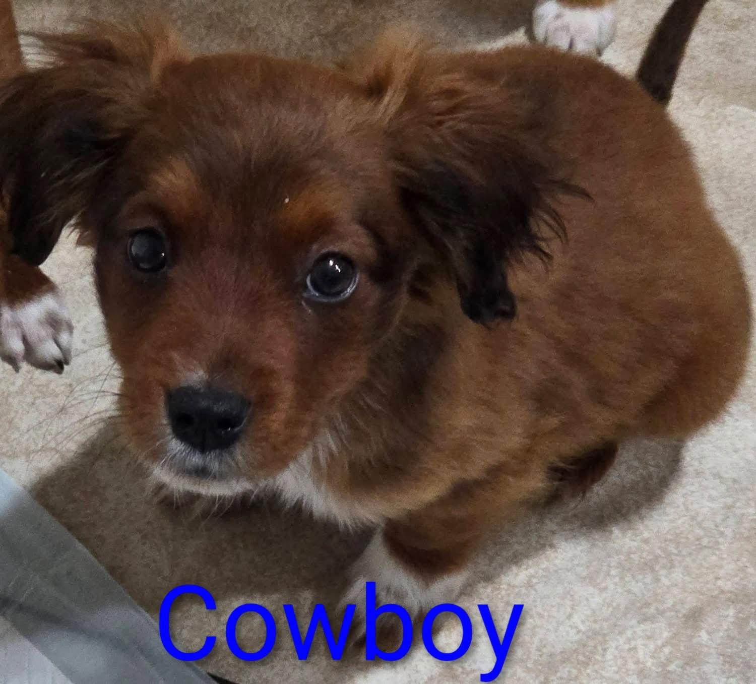 Enlarge Cowboy Priceless, a Adoptable mixed breed in Wakefield, RI image 3/3