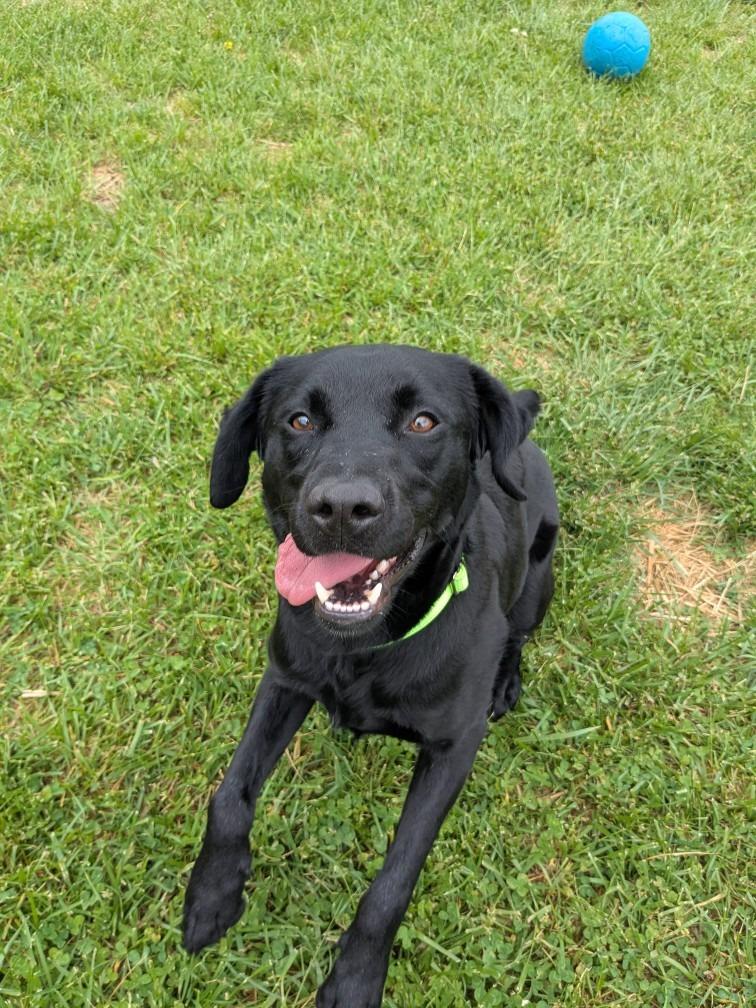 Blaze, Adoptable, Adult Male Labrador Retriever & Mixed Breed.