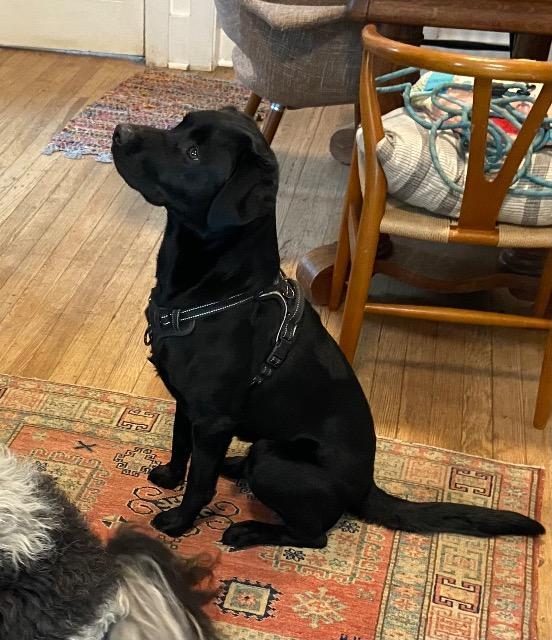 Blaze, Adoptable, Adult Male Labrador Retriever & Mixed Breed.