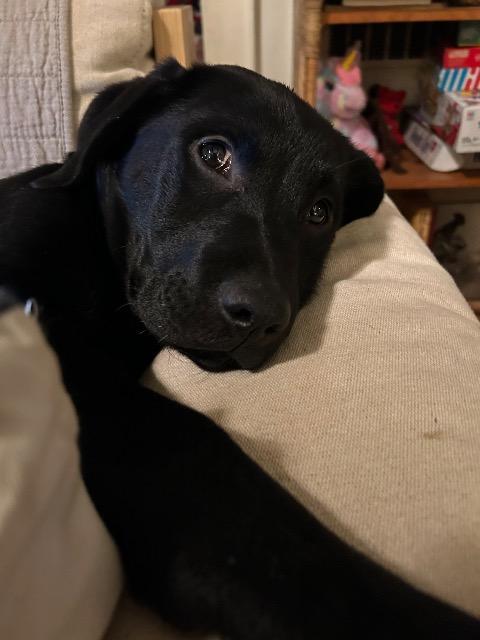 Enlarge Blaze, a Adoptable mixed breed in Blountville, TN image 2/6