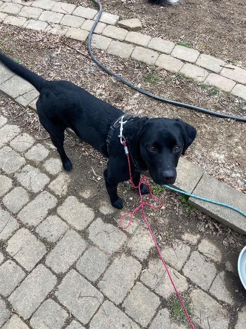 Enlarge Blaze, a Adoptable mixed breed in Blountville, TN image 5/6